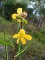 Cassia occidentalis