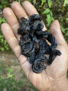 Ceylon Garcinia cambogia