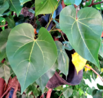 Portia Tree Leaves