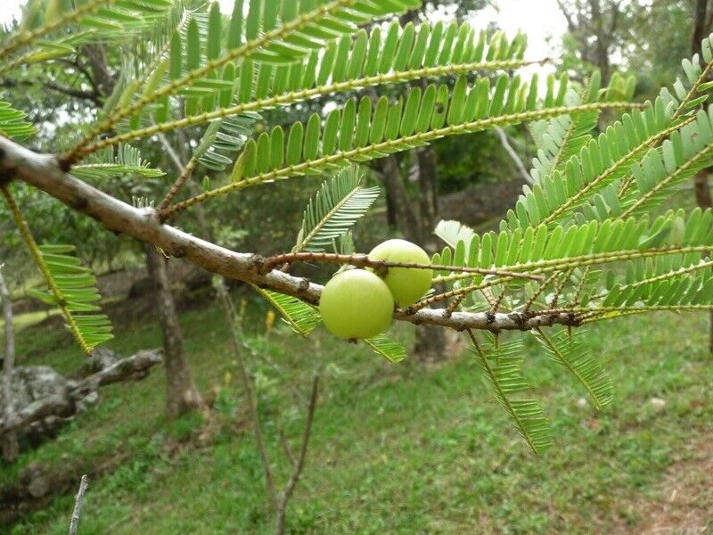 Amla, or Indian Gooseberry (Phyllanthus emblica), is a powerhouse of nutrients and medicinal properties, widely revered in Ayurvedic medicine. While the fruit itself is well-known for its health benefits, the dried seeds of Amla also offer unique advantages, particularly in enhancing memory and cognitive function. In this article, we will explore the benefits of dried Amla seeds and their role in improving memory power.
Understanding Amla
Botanical Overview
Amla is a deciduous tree native to India and other parts of Asia. It produces small, greenish-yellow fruits that are sour and astringent. The tree thrives in tropical and subtropical climates and is often found in forests and gardens. The fruit is rich in vitamin C, antioxidants, and various phytochemicals that contribute to its health benefits.
Nutritional Profile
Dried Amla seeds are packed with essential nutrients, including:
Vitamin C: Known for its antioxidant properties.
Polyphenols: Compounds that help combat oxidative stress.
Tannins: Contributing to anti-inflammatory effects.
Fiber: Supporting digestive health.
Memory-Enhancing Benefits of Dried Amla Seeds
1. Rich in Antioxidants
Dried Amla seeds are abundant in antioxidants, which play a crucial role in protecting brain cells from oxidative stress. Oxidative stress can lead to cognitive decline and memory loss over time. By neutralizing free radicals, the antioxidants in Amla seeds help maintain brain health and improve memory function.
2. Anti-Inflammatory Properties
Chronic inflammation has been linked to various neurodegenerative diseases, including Alzheimer’s. The anti-inflammatory compounds found in dried Amla seeds may help reduce inflammation in the brain, potentially lowering the risk of cognitive decline and enhancing memory retention.
3. Supports Neurotransmitter Function
Some studies suggest that Amla may support the production of neurotransmitters like acetylcholine, which are vital for learning and memory. By promoting healthy neurotransmitter levels, dried Amla seeds can contribute to improved cognitive function.
4. Enhances Blood Circulation
Good blood circulation is essential for optimal brain function. Dried Amla seeds may help improve blood flow to the brain, ensuring that it receives adequate oxygen and nutrients necessary for cognitive processes. Enhanced circulation can lead to better focus, concentration, and memory recall.
5. Stress Reduction
Stress can significantly impact memory and cognitive function. The adaptogenic properties of Amla help the body cope with stress by regulating cortisol levels. Lower stress levels can lead to improved mental clarity and better memory retention.
6. Boosts Overall Brain Health
Regular consumption of dried Amla seeds may promote overall brain health by providing essential nutrients that support cognitive function. This includes improving learning abilities, enhancing memory recall, and maintaining mental agility as one ages.
How to Use Dried Amla Seeds
Incorporating dried Amla seeds into your diet can be simple and rewarding:
1. Amla Seed Powder
Grind dried Amla seeds into a fine powder and add it to smoothies, yogurt, or oatmeal for an extra nutritional boost.
2. Herbal Tea
Steep crushed dried Amla seeds in hot water to make a soothing herbal tea that can be enjoyed daily.
3. Capsules or Supplements
For those who prefer convenience, dried Amla seed capsules are available as dietary supplements.
Important Considerations
While dried Amla seeds offer numerous health benefits, it’s essential to use them responsibly:
Consultation: Always consult with a healthcare professional before adding new supplements or herbs to your routine, especially if you have underlying health conditions or are pregnant.
Quality Matters: Ensure you source high-quality dried Amla seeds from reputable suppliers to maximize their benefits.
Conclusion
Dried Amla seeds from the Indian Gooseberry (Phyllanthus emblica) are more than just a byproduct; they are a treasure trove of health benefits that can significantly enhance memory power and overall cognitive function. With their rich antioxidant content, anti-inflammatory properties, and ability to support neurotransmitter function, these seeds deserve a place in your wellness routine.
As we continue to explore natural remedies for improving brain health, Phyllanthus emblica stands out as a remarkable herb with time-tested benefits. Whether consumed as powder, tea, or supplements, incorporating dried Amla seeds into your diet can pave the way for improved memory retention and cognitive clarity.
Embrace the power of nature with dried Amla seeds—your journey toward enhanced memory begins here!